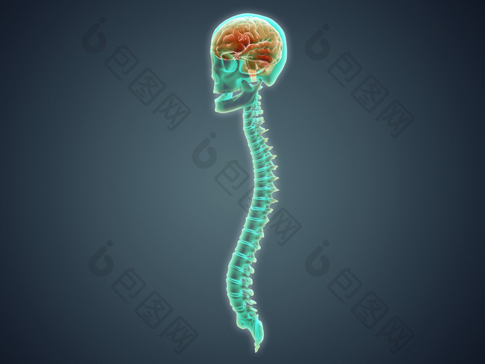 人体头部脊椎骨骼图