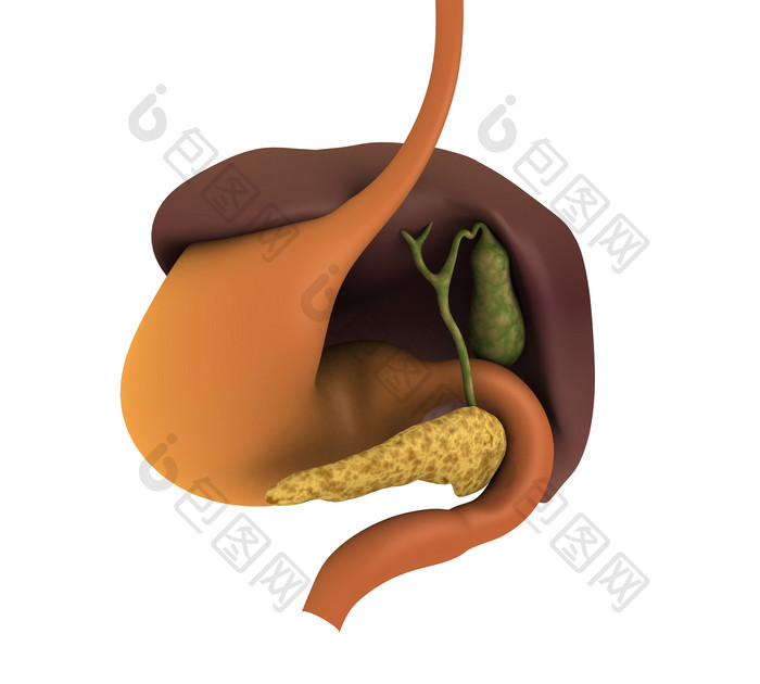 人体内脏胃部摄影图