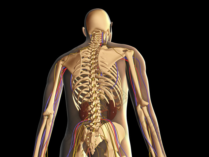 人体医学骨架透视图