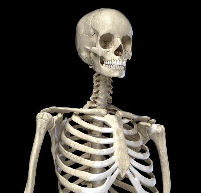 成年人类躯干骨架示例图