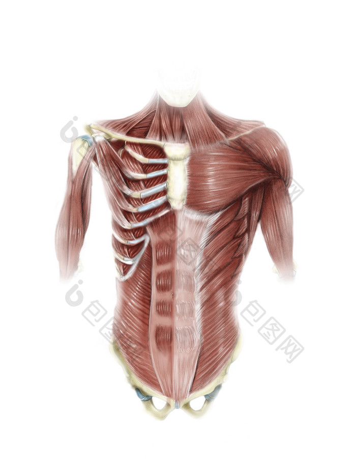 人体胸腔肌肉结构图