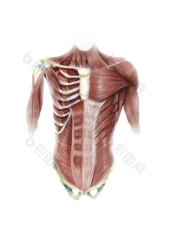 <strong>人体</strong>胸腔肌肉结构图