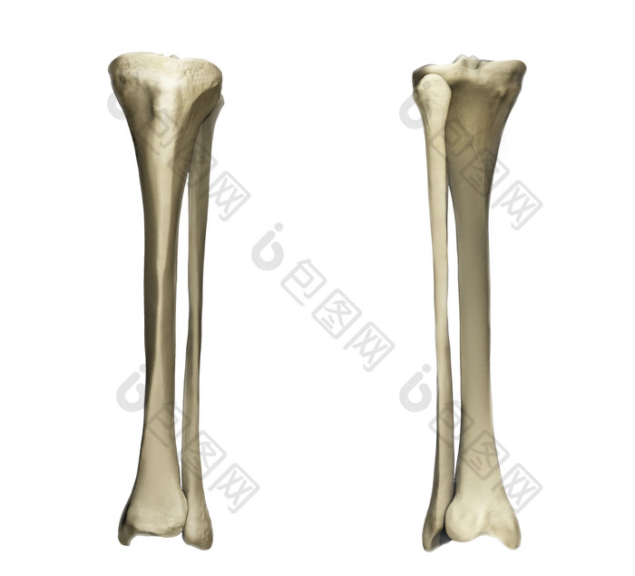骨架骨骼结构插图
