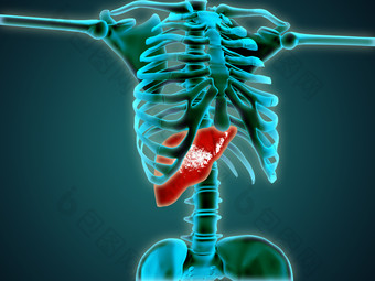 人体骨骼肝部器官图