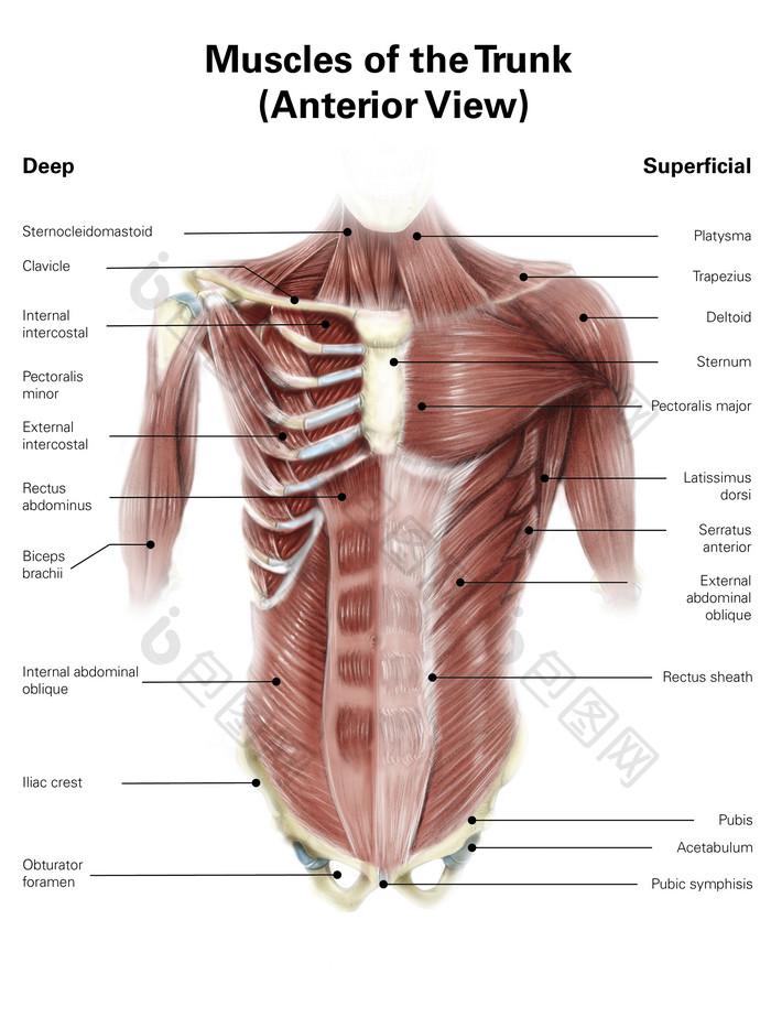 人体胸腔肌肉骨骼结构图