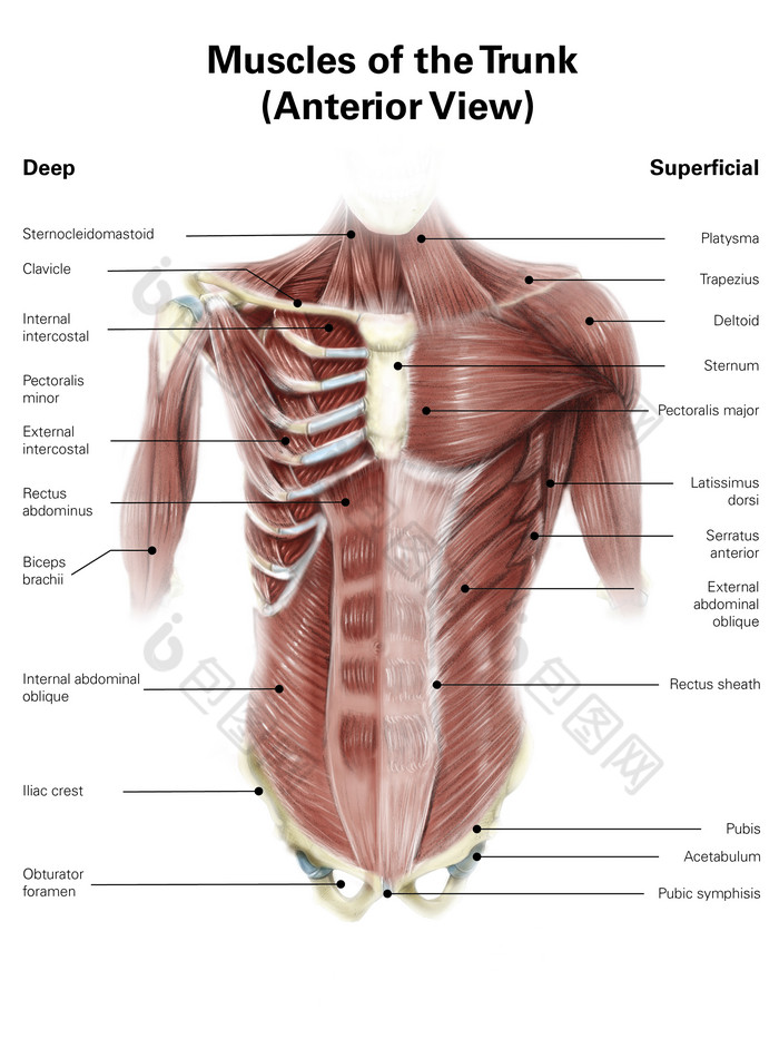 胸腔肌肉解剖图图片