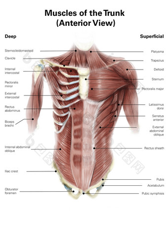 人体胸腔肌肉骨骼结<strong>构图</strong>