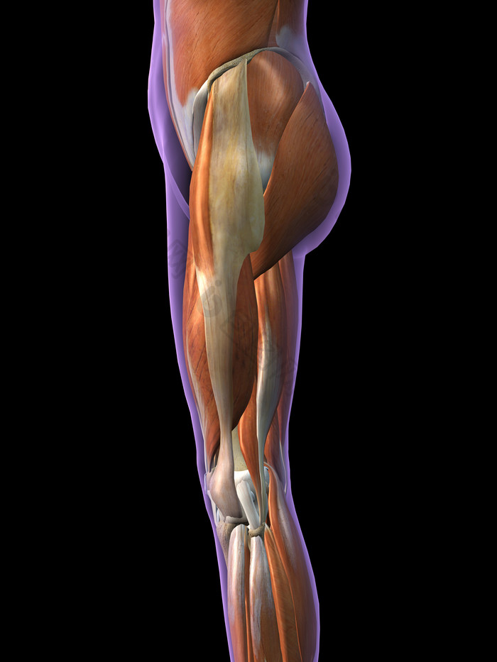 臀部侧面肌肉线条示例图