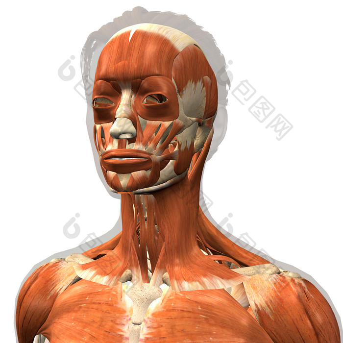 人体头颈肌肉示例结构插图