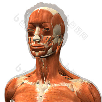 人体头颈<strong>肌肉示例</strong>结构插图