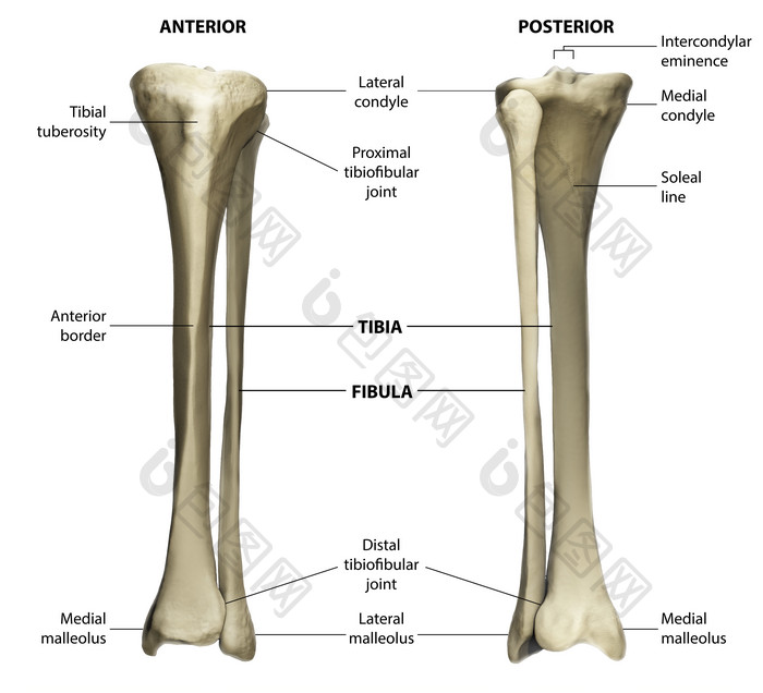 骨骼骨架结构示例图