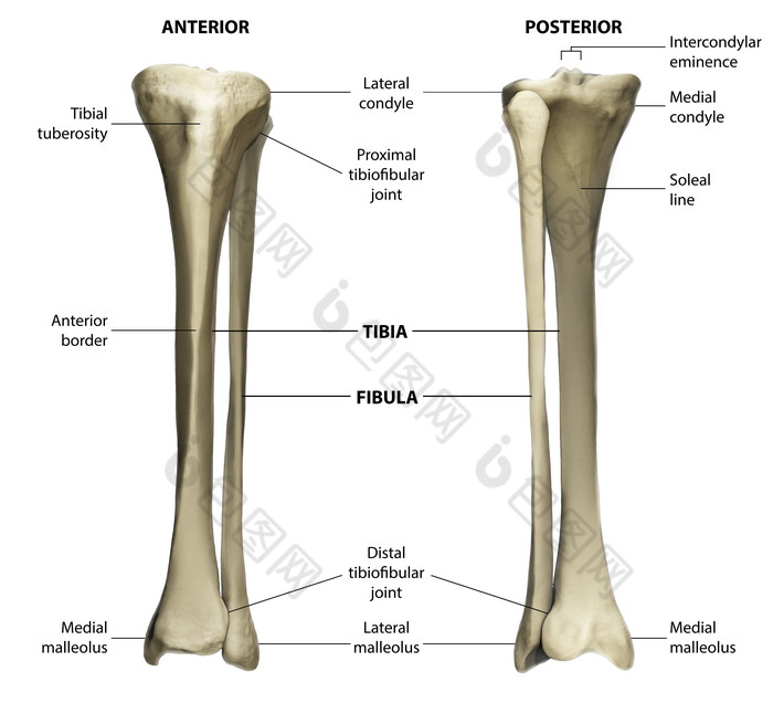 骨骼骨架结构示例图