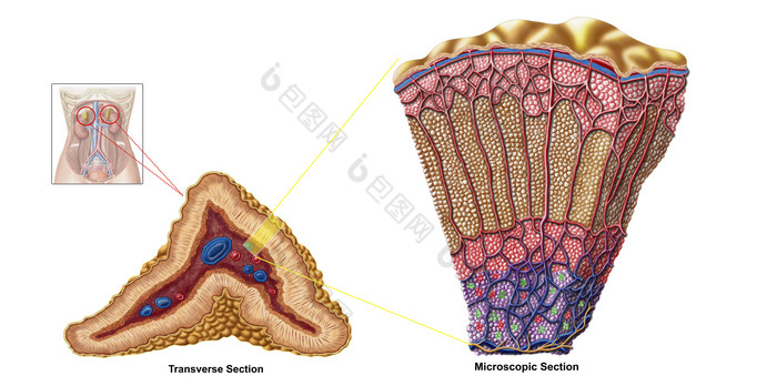 人体肾上腺皮质解剖示例图