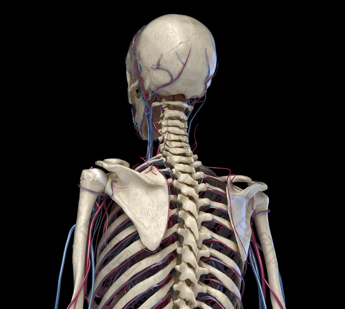 人类解剖学背部躯干示例图