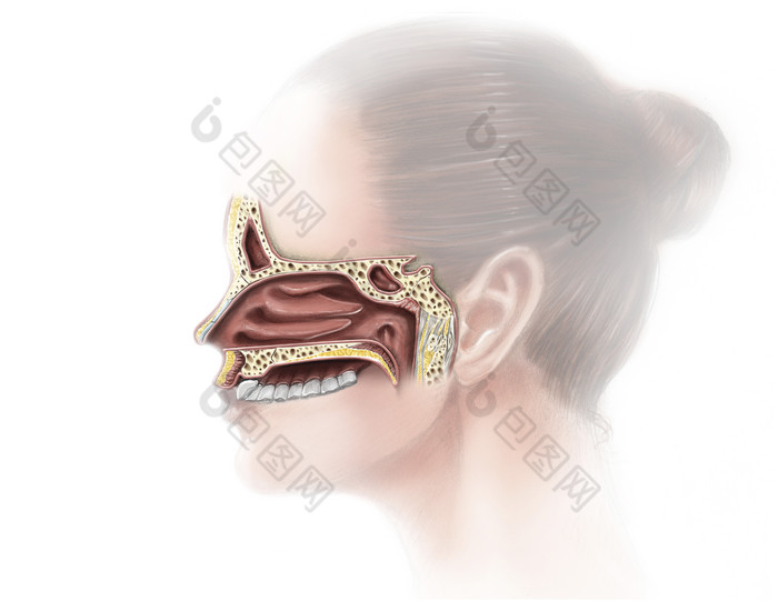 人體鼻腔組織分佈圖