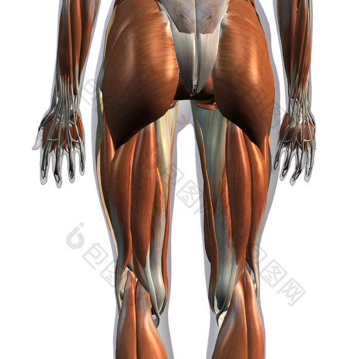 腿筋臀肌手臂肌肉线条图
