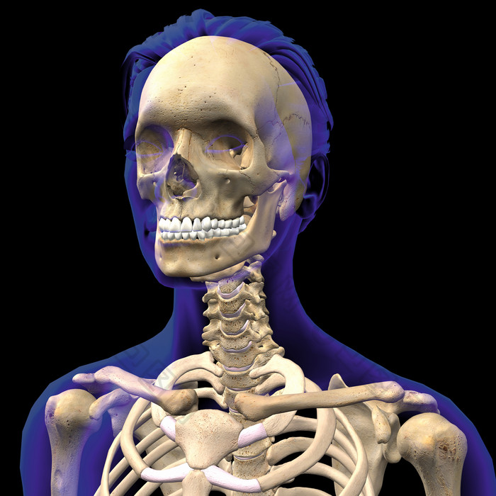 骨架头骨解剖示例插图