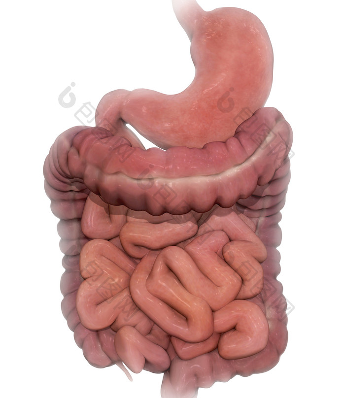 人体胃部肠道结构插图