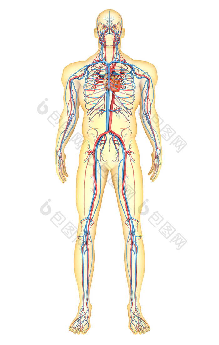 人体动脉血管示例插图