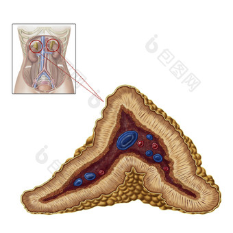 人体肾上腺<strong>示例</strong>插图