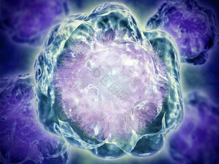真核生物细胞胞质示例图