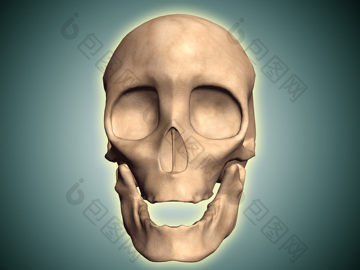 彩色人体头部骨骼模型图