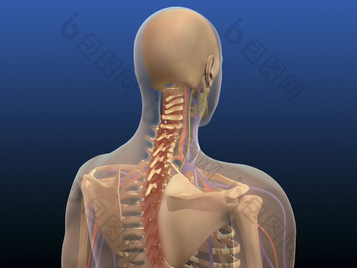医学人体三维脊柱透视图