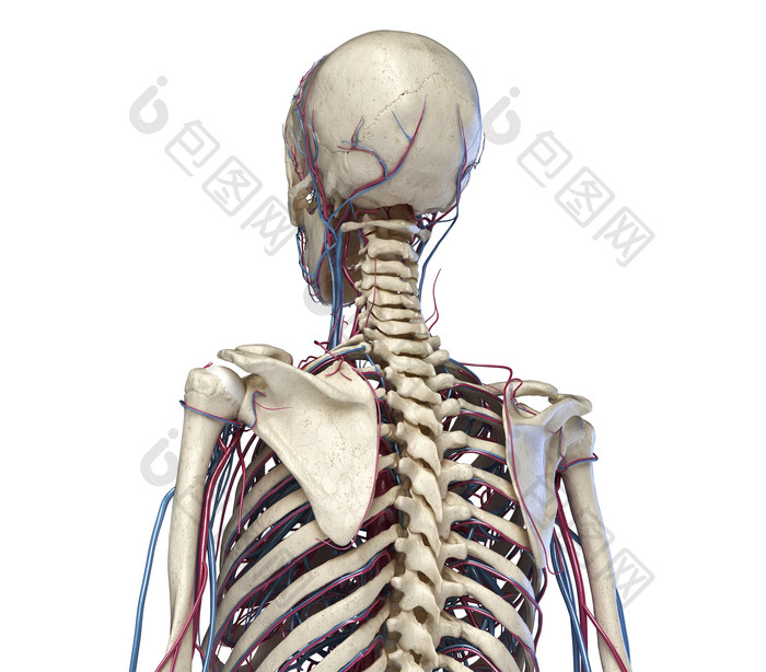 人类解剖学背部躯干图