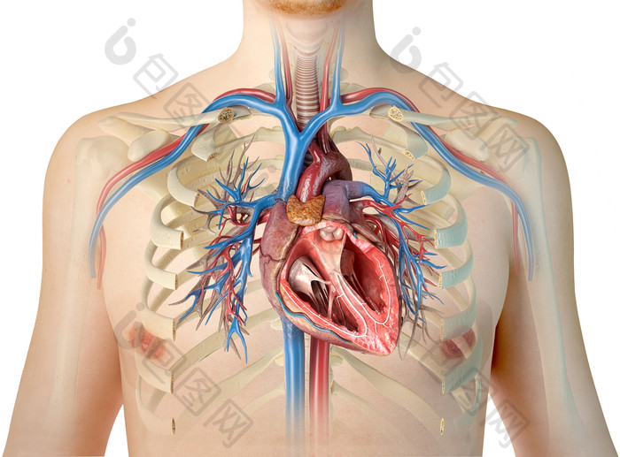 医学人体心脏结构透视