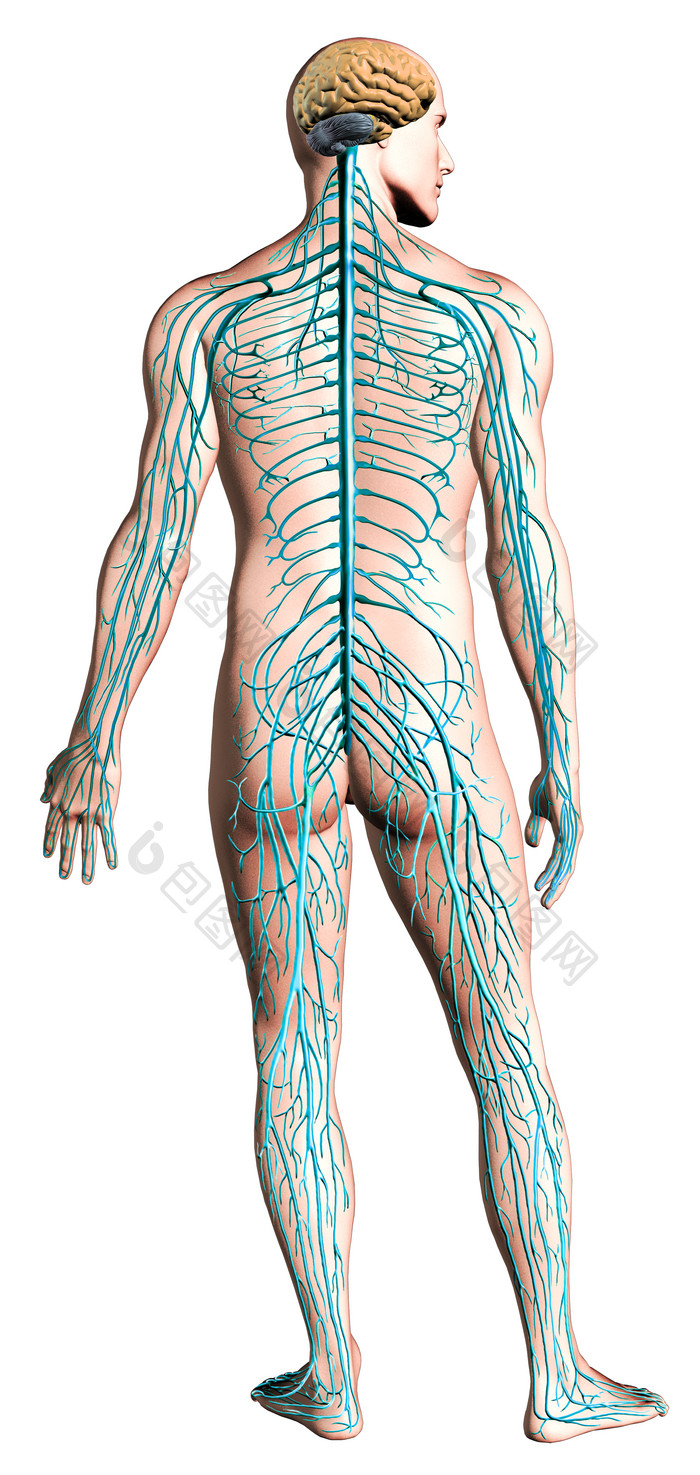 解剖学人类身体静脉摄影图