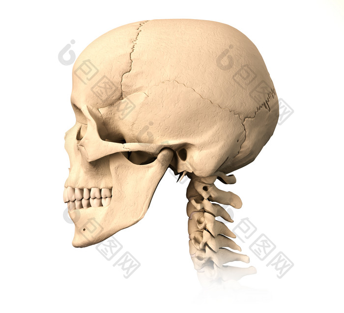 解剖学人类头骨头盖骨摄影图