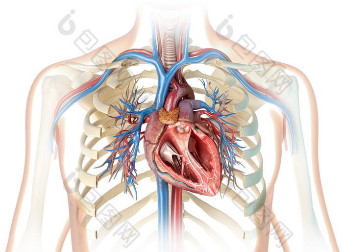 胸部心脏动脉静脉血管透视图