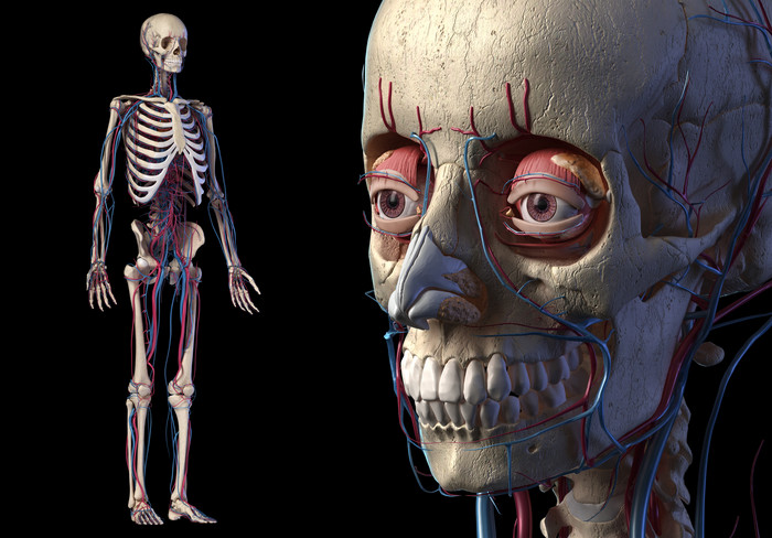 人类解剖学骨架头骨示意图