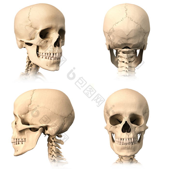人类头骨构造示意图