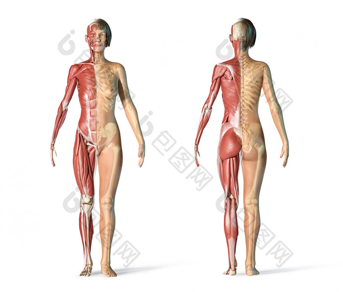医疗人体骨架肌肉组织结构图
