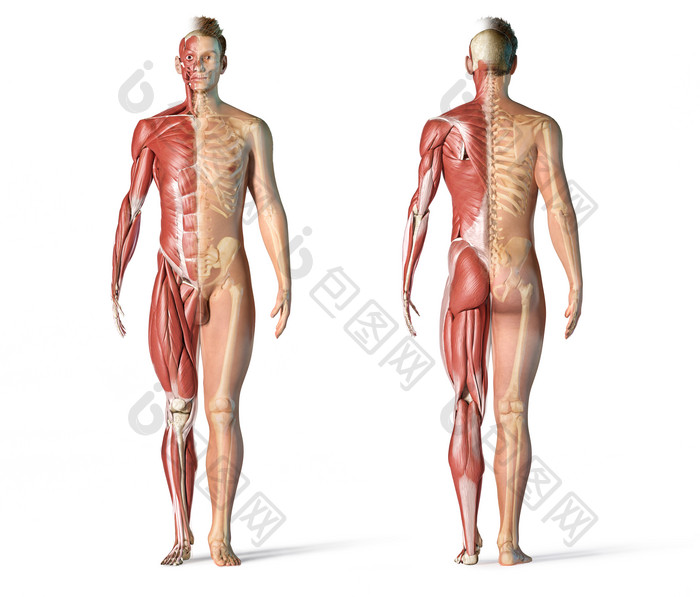医疗骨架肌肉透视图