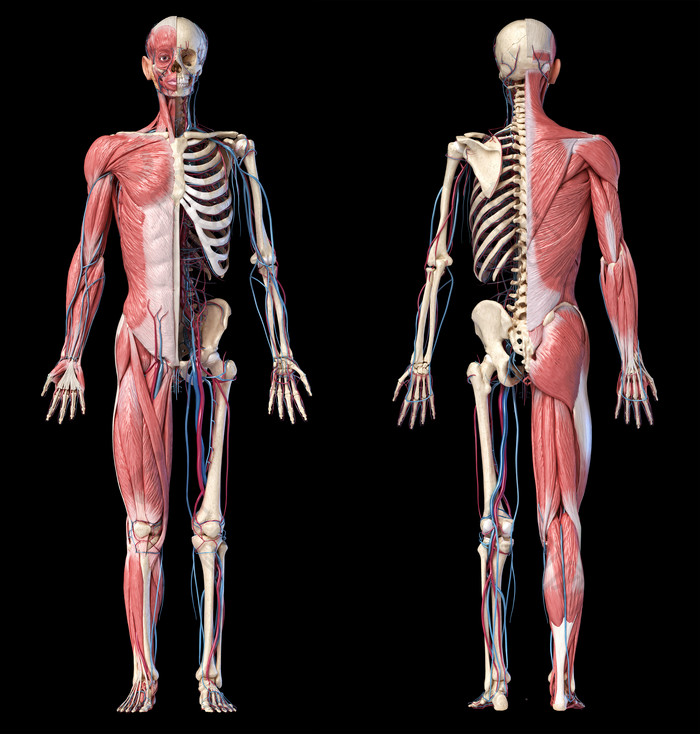 人类解剖学三维肌肉骨骼示意图