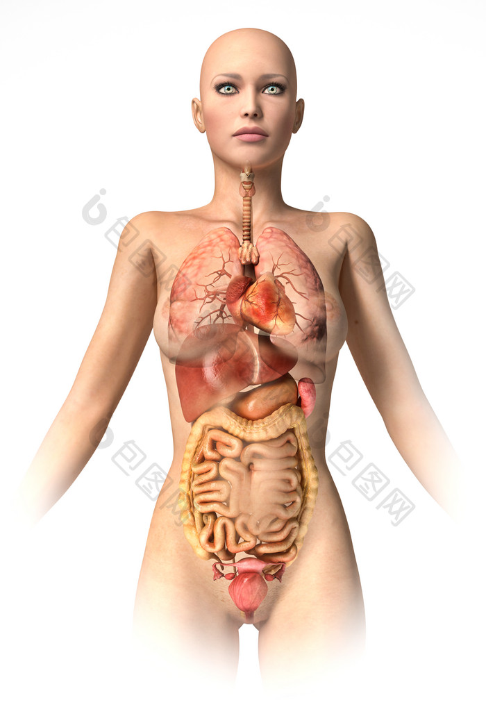 解剖学人类内脏器官摄影图
