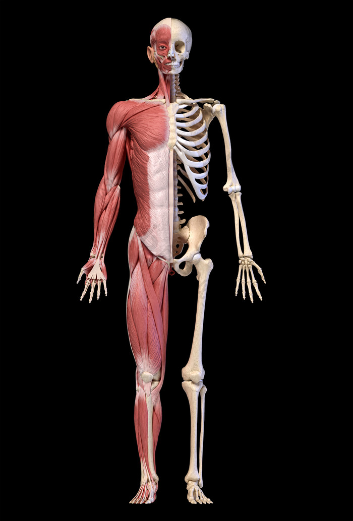 人类肌肉骨架解剖学示意图
