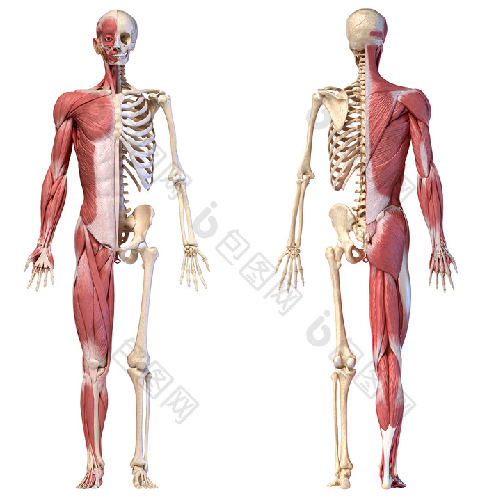 人类骨架肌肉生物学素材