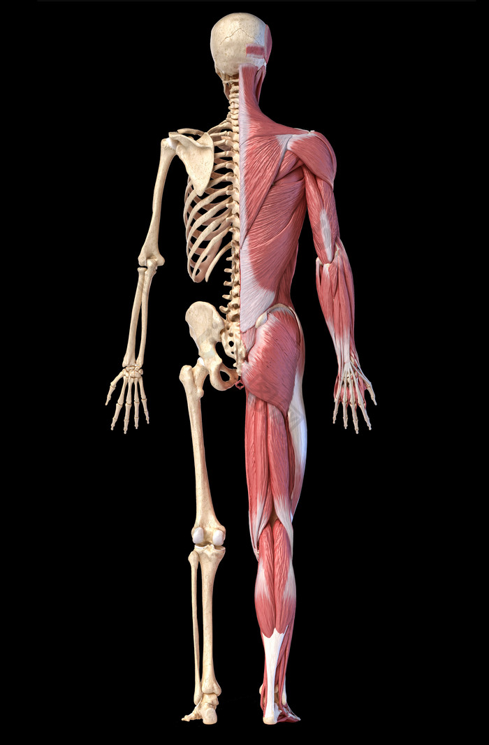 人类骨架解剖学示意图