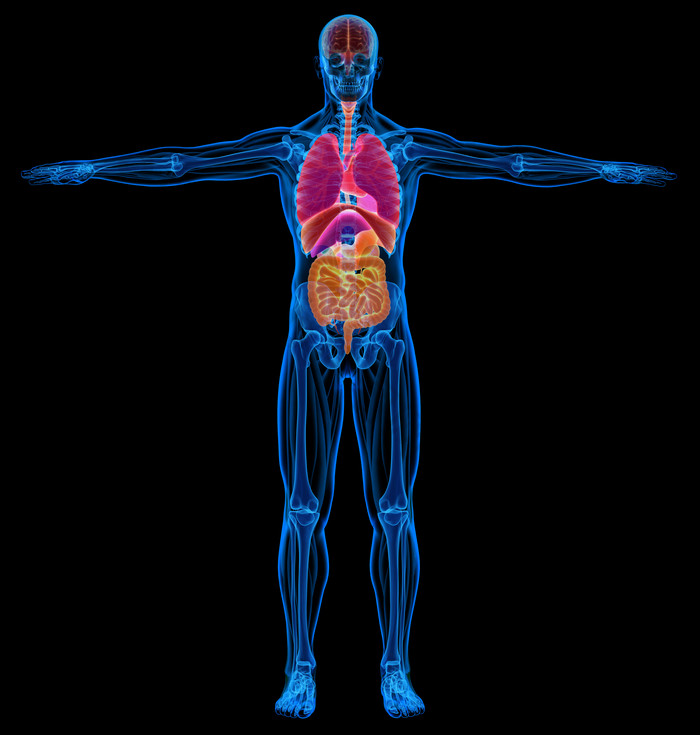 男性人体器官内脏结构示意图