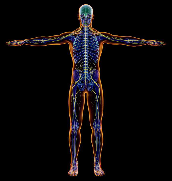 医疗男性人体CT扫描透视图