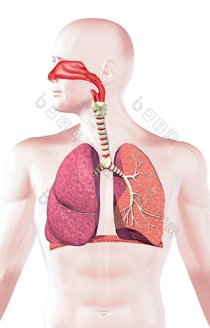 解剖学人类肺部呼吸道摄影图