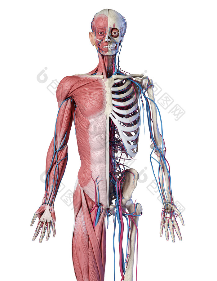 人类解剖学身体肌肉元素