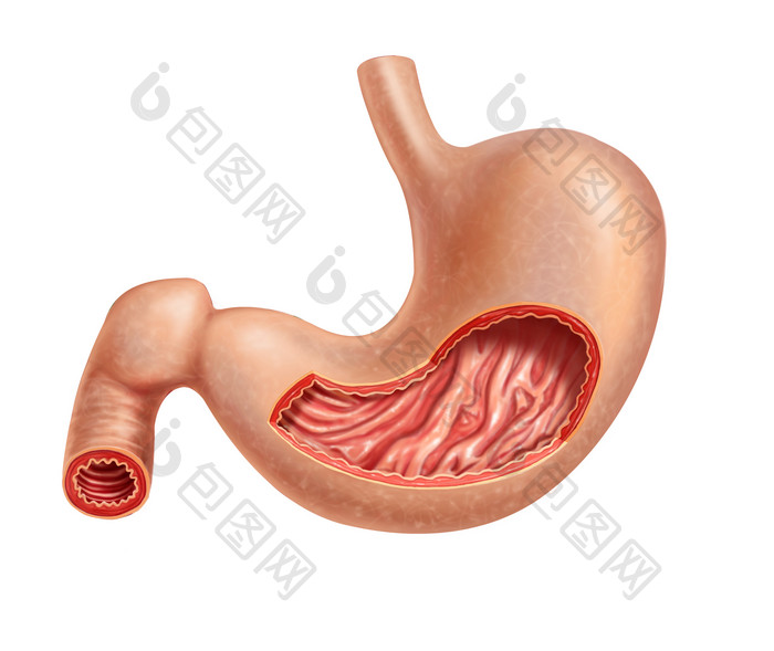 解剖学人类胃部构造摄影图