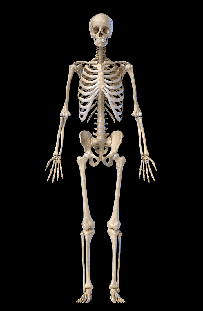人类骨头生物学骨架摄影图