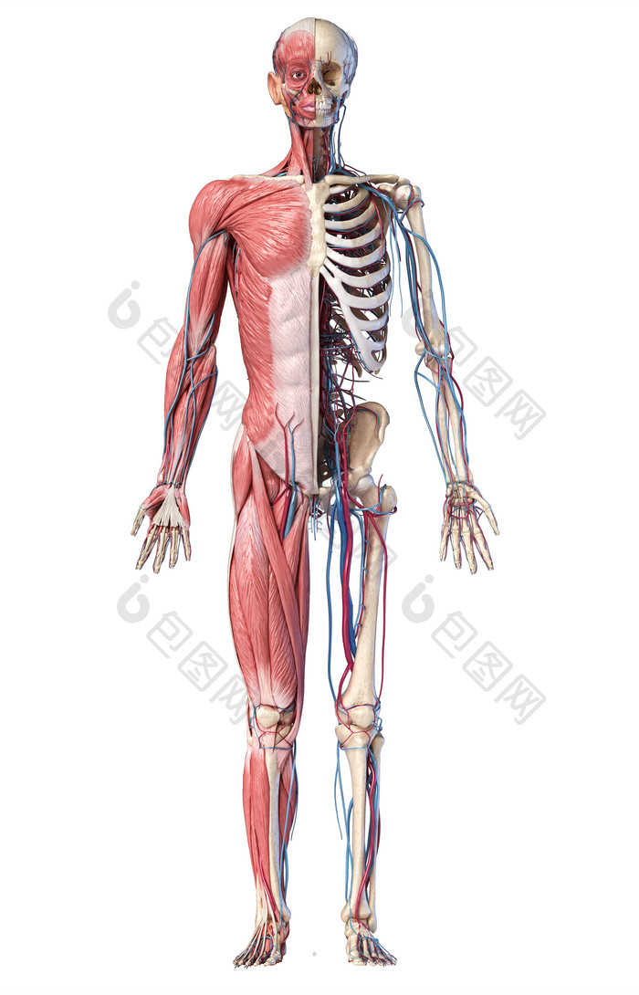 人类肌肉骨骼结构示意图