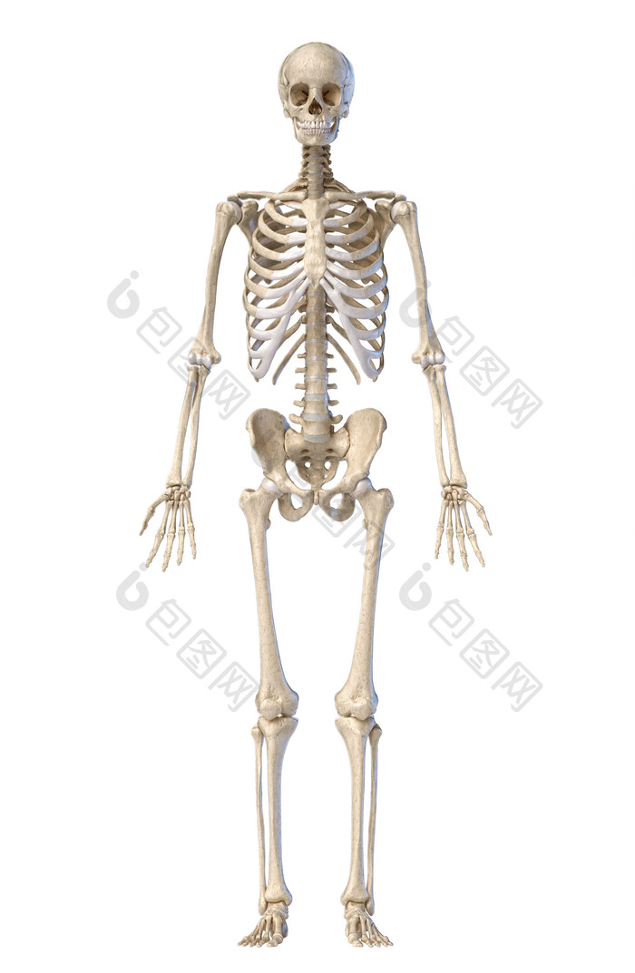 人类解剖学骨架肋骨示意图