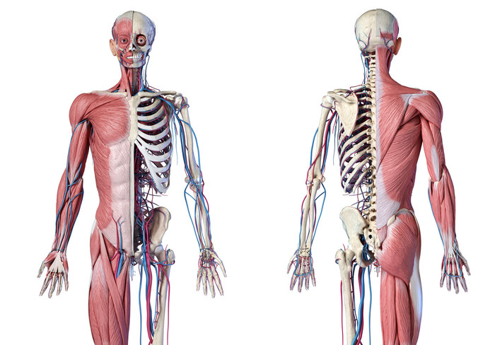 人类生物学肌肉骨骼结构元素